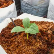 Coconut coir/Coconut peat 100% organic/Hydroponic Growing Media/Eco Friendly/