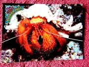 GREAT BARRIE REEF HERMIT CRAB NORTH QUEENSLAND COLOUR POSTCARD [9]