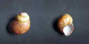 #1991 Cochlostyla Codonensi, Catanduanes isl. Philippines 45mm land snail shell