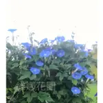 水藍色朝顏種子，牽牛花種子❇️維娜花園❇️