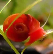 30 Red Ramshorns $20 + FREE Hornwort Strand Best Value On Ebay