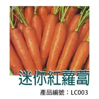 在飛比找蝦皮購物優惠-【醬米資材】DIY種子栽種 成就滿滿~紅蘿蔔(小型)