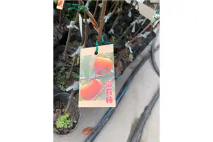 心栽花坊-富有柿/富有甜柿/4吋/嫁接苗/柿子/售價200特價180