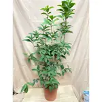 植物空間 香花植物 四季桂花7吋 甜甜清香--清香撲鼻