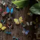 蝴蝶森林系列PET貼紙彩色蝴蝶昆蟲標本diy手賬日記本裝飾防水貼畫