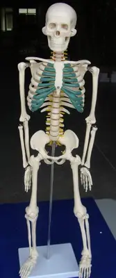 Model Anatomy Professional Medical Skeleton Spinal Nerves 34" 85cm ARTMED