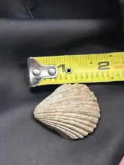1.5” Texas Fossil Scallop Bivalve Shell,Neithea Sp Cretaceous Dinosaur Age! Weno