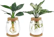 [Dahey] Plant Propagation Jars Plant Terrarium Glass Vase with Wooden Saucer and Cork Planter Station for Growing Hydroponic Plants Indoor Table Centerpirce Home Office Decor, Set of 2