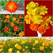 Cosmos - Polidor Mix seeds