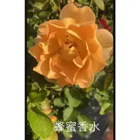 在飛比找蝦皮購物優惠-花花世界_玫瑰苗--蜂蜜香水，Honey Perfume--