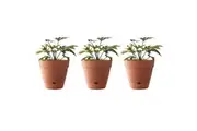 3x Northcote Pottery Leonard 20x18cm Self Watering Plant Pot Garden Decor Brick