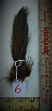 Colonel Beauxs Premium Select "JUMBO" eastern woodchuck, 4.95