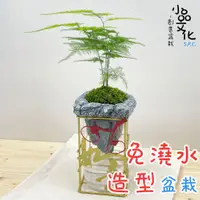 在飛比找蝦皮商城優惠-【小品文化】文竹【現貨】仿真石景免澆水盆栽(喜氣版) 懶人盆