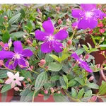芙菈朵森林 紫牡丹  巴西野牡丹 5-6吋盆 季節花卉 觀賞花卉 花苗