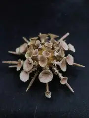 RARE deep sea goniocidaris clypeata sea urchin. 70mm spines sea shell #12163