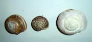 Endemic snails from Scutari Lake in Albania. Freshwater Mollusc Shell