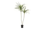 DRACAENA Artificial Plant