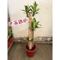 在飛比找蝦皮購物優惠-田尾玫瑰園 l 巴西鐵樹、香龍血樹【一尺盆 高度約90cm】