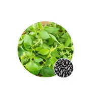 Basil Lemon - Seed Packet - Organic Seeds - Spring - Summer