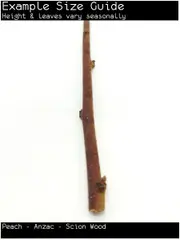 Buy Scion Wood Peach Anzac Tree - Prunus avium