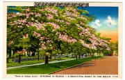 Postcard "Mimosas in Bloom - A Beautiful Sight in the South"