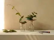 Cresco Propagation Vases Set of 2 Glass For Plants NIB