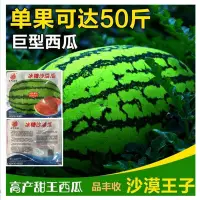 在飛比找蝦皮購物優惠-現貨、種子 巨型西瓜種子特大沙漠瓜寧夏硒砂瓜高產早熟超大西瓜