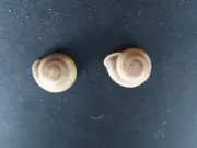 #002 Pair of Pleurodonte Isabella, Barbados, 28mm land snail shells
