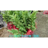 在飛比找蝦皮購物優惠-珍珠芭樂苗、珍珠拔苗、水蜜芭樂苗、紅寶石芭樂苗、香拔芭樂苗、