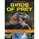 Birds of Prey: Learn About Eagles, Owls, Falcons, Hawks and Other Powerful Predators of the Air