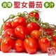 【果農直配】嚴選台灣溫室聖女番茄10盒(每盒約600g)