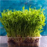 Blue Peas seeds (Sprout)
