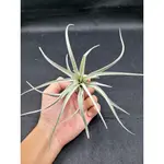 TILLANDSIA RECURVIFOLIA VAR. SUBSECUNDIFOLIA 橘色花