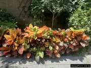 Buy Croton - Codiaeum variegatum