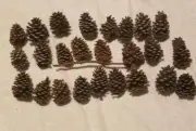 25 Piece 2.5 , 3 Inch Imperfect Pine Cones