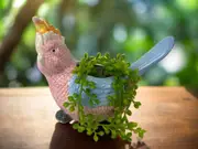 Cockatoo Ceramic Pot