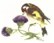 Goldfinch Finch Bird Purple Thistle Select-A-Size Waterslide Ceramic Decals