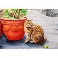 在飛比找博客來優惠-【玲廊滿藝】芒現-猴硐的貓29.7x42cm