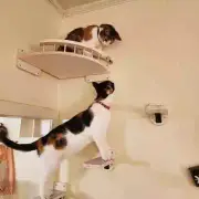 3/4Pcs Wall-Mounted Cat Tree Corner Hammock with Steps - Indoor Climbing Shelf