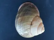 # Helix Cochlostyla Sarveinosa, Masbate Philippines, 64.8mm land snail shell