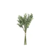 Eucalyptus Stem