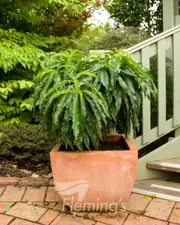 Buy Dwarf Peach Trixzie&reg; Pixzee Fruit tree in australia Prunus persica