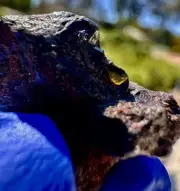 meteorite: NWA16774 Weight 8.000 Grams! Gorgeous Pallasite