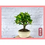 【中村桑植栽】清譽梔子花 送禮 祝賀 升官 開店 收藏品 觀賞 風水 招財擋煞 純手工盆栽