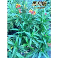 在飛比找蝦皮購物優惠-『525生態植物園』馬利筋 蝴蝶食草 樺斑蝶食草或蜜源植物