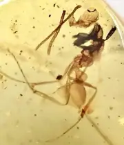 EXTINCT HELL ANT HAIDOMYRMEX CERBERUS 99MYO Burmite Amber Fossil DINOSAUR AGE
