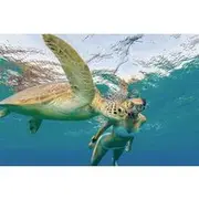 Save 31.00%! Snorkeling with Turtle/Water Scooter/Paddleboard Adventures Oahu