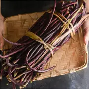 Bean Snake Bush - Burgundy seeds