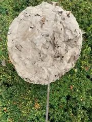 Wasp Nest, Bee's nest, Small Basketball size
