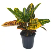 180mm Croton Casablanca - Codiaeum variegatum